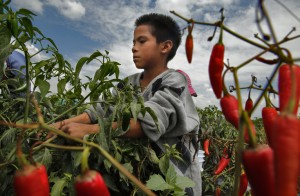 There are nearly 100,000 child workers in Mexico, like 9-year-old Pedro Vasquez seen here picking peppers in Guanajuato. Photo: Don Bartletti, Los Angeles Times.